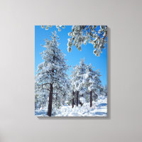 Snow-covered trees in the Laguna Mountains