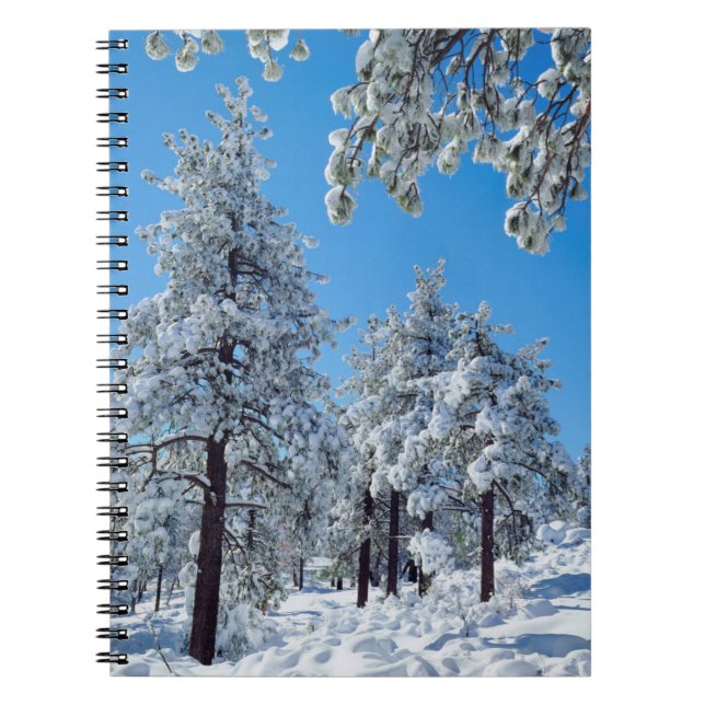 Snow-covered trees in the Laguna Mountains Notebook (Front)