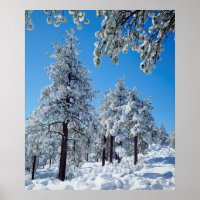 Snow-covered trees in the Laguna Mountains