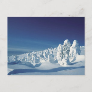 Snow-Covered Trees Postcard