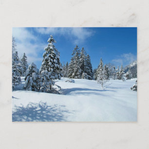 Snow-Covered Trees, Winter Scene Postcard