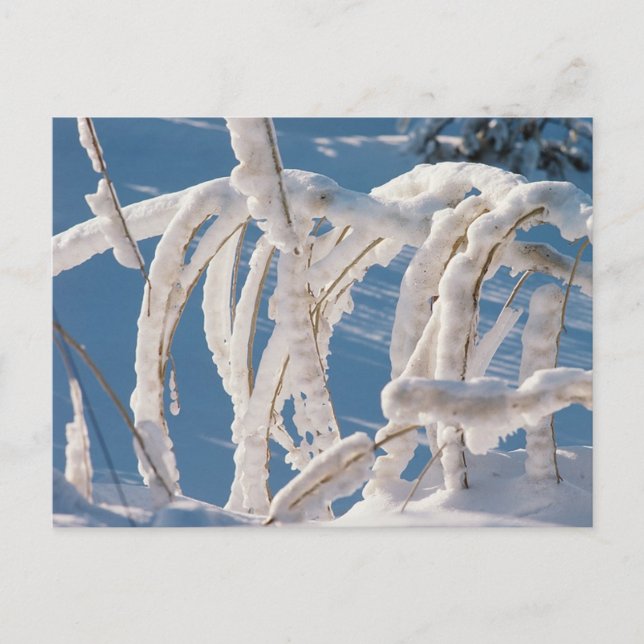 Snow Covered Twigs Postcard (Front)