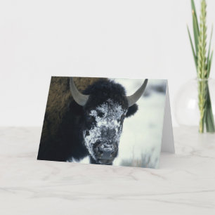 Snow coverered Buffalo Card