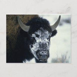 Snow coverered Buffalo Postcard