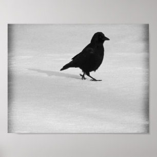 Snow Crow Walking Poster