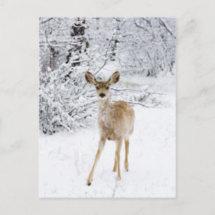 Snow Deer Postcard