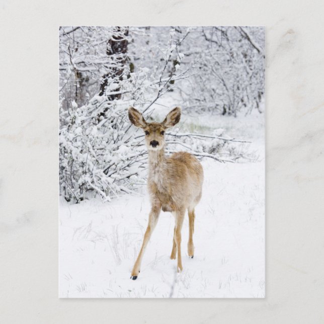 Snow Deer Postcard (Front)