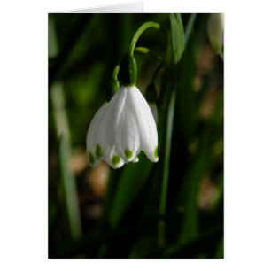 Snow Drop Flower Card