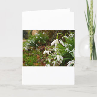Snow Drops Card