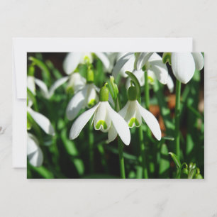 Snow Drops - Winter Blooming Bulb Flowers