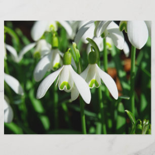 Snow Drops - Winter Blooming Bulb Flowers Flyer