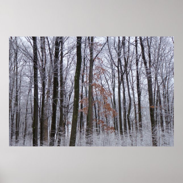 Snow Dusted Forest Winter Landscape Photography Poster (Front)