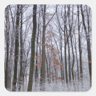 Snow Dusted Forest Winter Landscape Photography Square Sticker