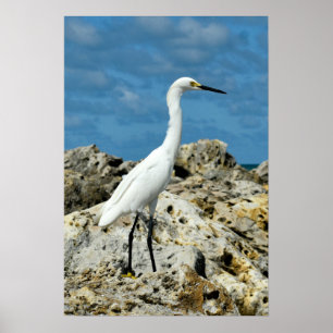 Snow Egret on the Rocks Poster