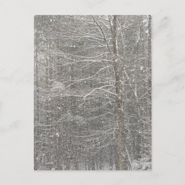 Snow Falling Postcard (Front)