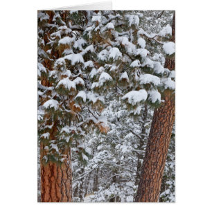 Snow fills the boughs of ponderosa pine trees
