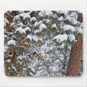 Snow fills the boughs of ponderosa pine trees mouse mat