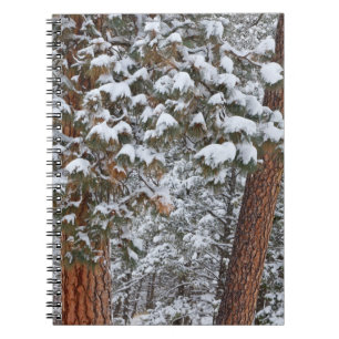 Snow fills the boughs of ponderosa pine trees notebook