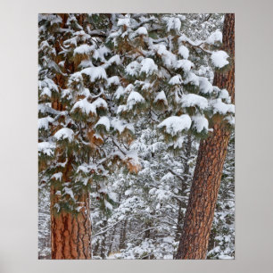 Snow fills the boughs of ponderosa pine trees poster