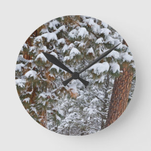 Snow fills the boughs of ponderosa pine trees round clock