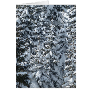 Snow Fir Tree Texture