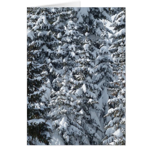 Snow Fir Tree Texture (Front)