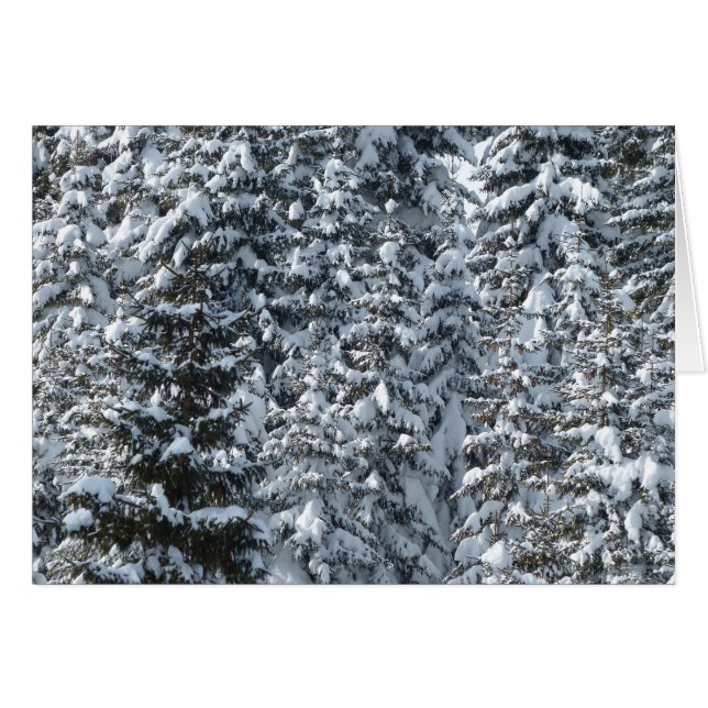 Snow Fir Tree Texture (Front Horizontal)