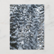 Snow Fir Tree Texture