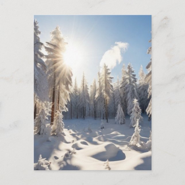 Snow Forest  Postcard (Front)