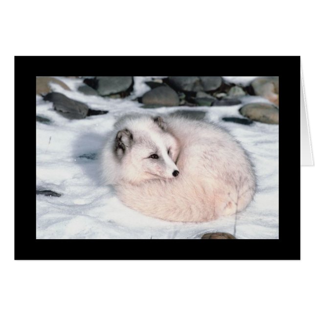 Snow Fox (Front Horizontal)