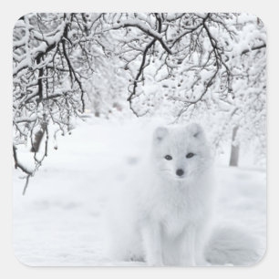 Snow Fox in Winter Woods Square Sticker