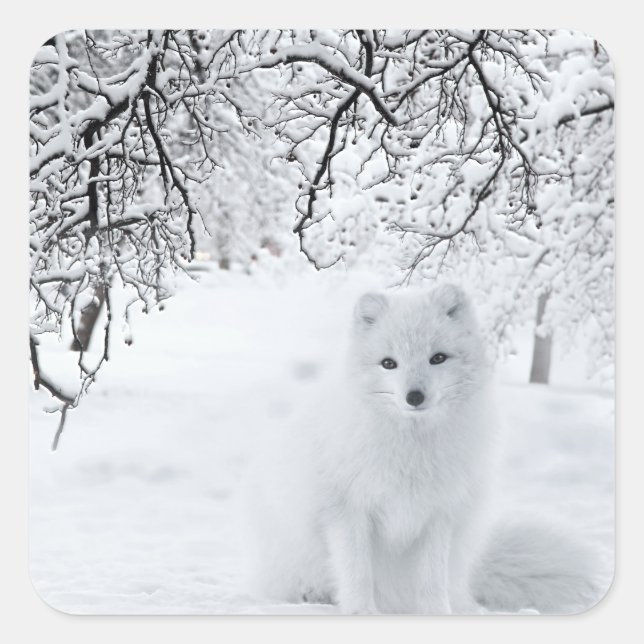 Snow Fox in Winter Woods Square Sticker (Front)