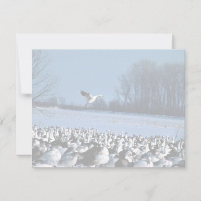 Snow Geese (Front)