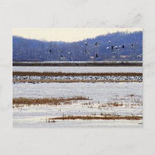 Snow Geese at Sunrise, Squaw Creek Refuge Postcard