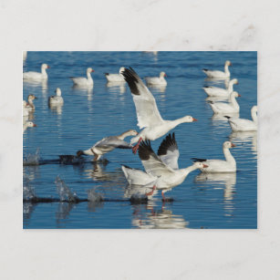 Snow Geese (Chen Caerulescens) Taking Off Postcard