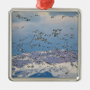 Snow geese during spring migration 2 metal tree decoration