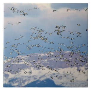 Snow geese during spring migration 2 tile