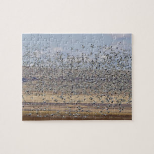Snow geese during spring migration 3 jigsaw puzzle