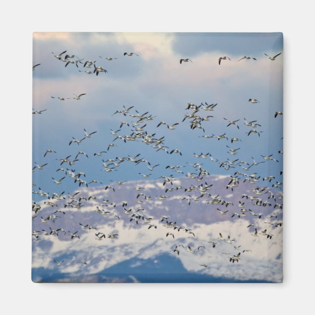 Snow geese during spring migration magnet (Front)