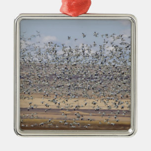 Snow geese during spring migration metal tree decoration