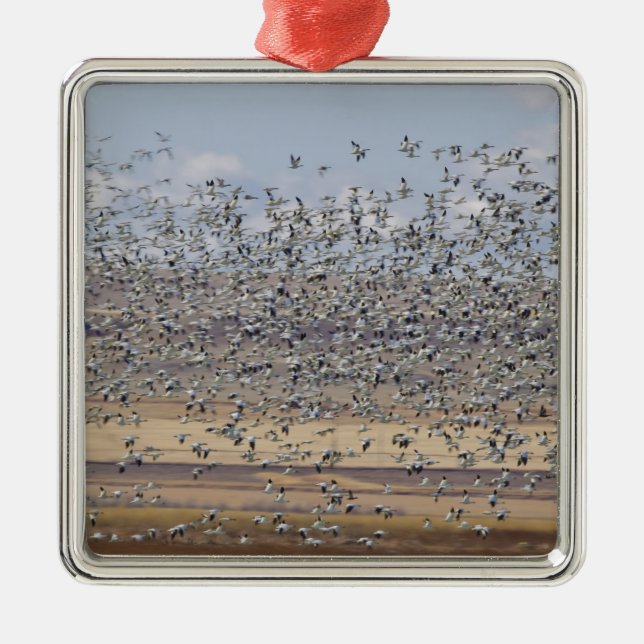 Snow geese during spring migration metal tree decoration (Front)