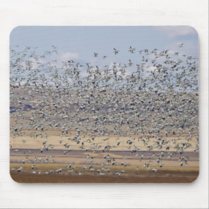 Snow geese during spring migration mouse mat