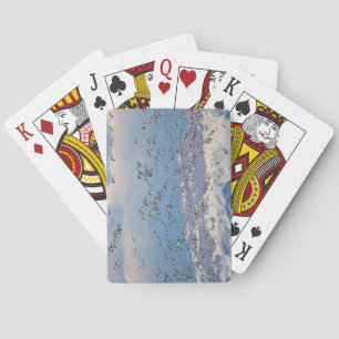 Snow geese during spring migration playing cards