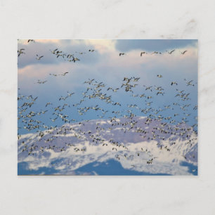 Snow geese during spring migration postcard