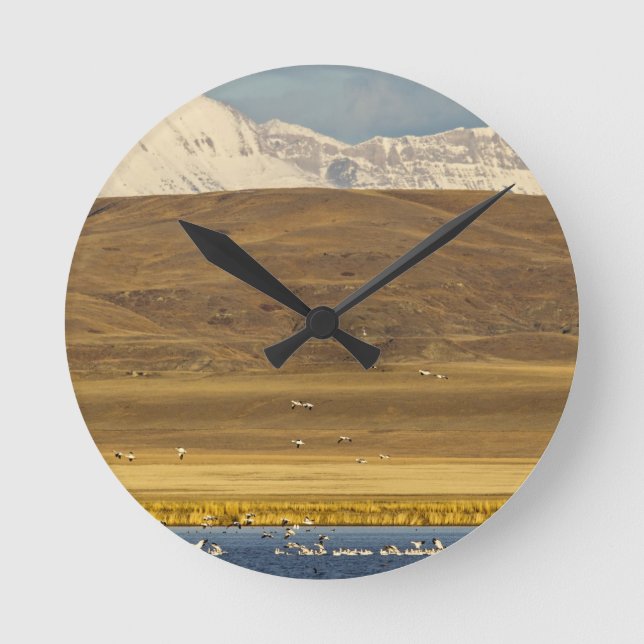 Snow geese during spring migration round clock (Front)