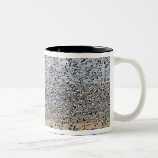 Snow geese during spring migration Two-Tone coffee mug (Right)