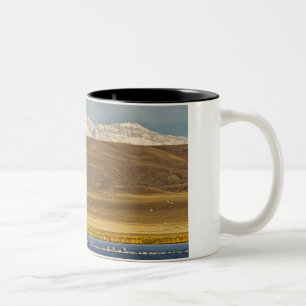 Snow geese during spring migration Two-Tone coffee mug