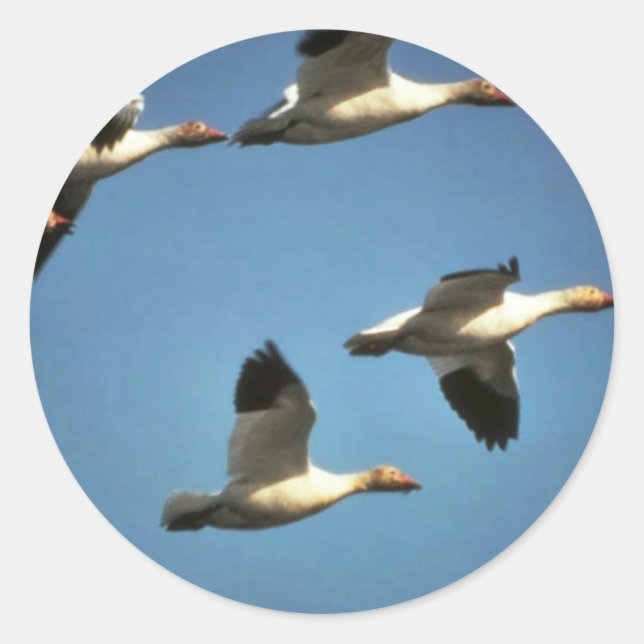 Snow Geese in Flight Classic Round Sticker (Front)