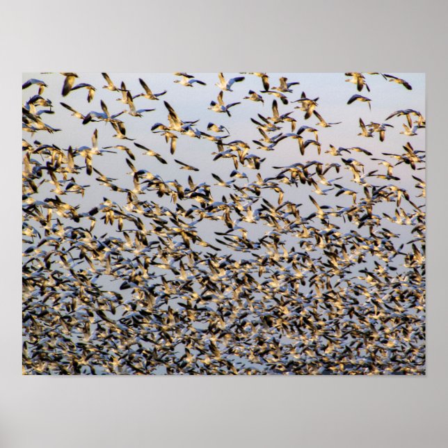 Snow Geese in Mount Vernon Poster (Front)