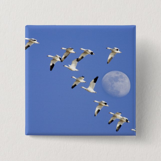 Snow geese take flight at Freezeout Lake NWR 15 Cm Square Badge (Front)